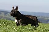 BOULEDOGUE FRANCAIS 538